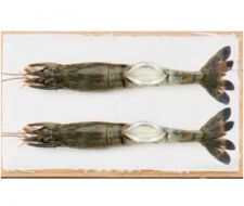 RAW BIKINI BUTTERFLY BLACK TIGER SHIRMP