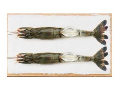 RAW BIKINI BUTTERFLY BLACK TIGER SHIRMP