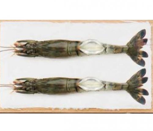 RAW BIKINI BUTTERFLY BLACK TIGER SHIRMP